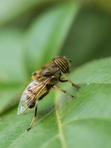 Réf. 212 598 : Eristalinus taeniops