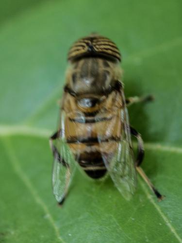 Réf. 212 597 : Eristalinus taeniops