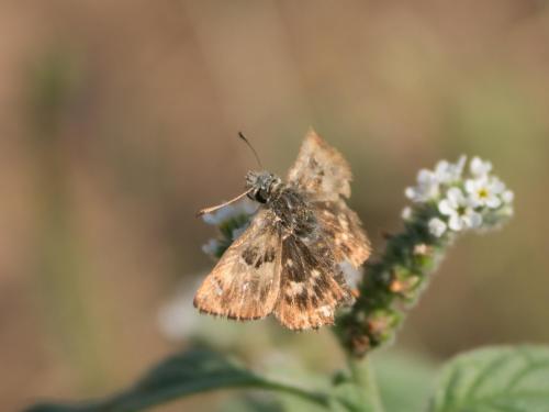 Carcharodus alceae