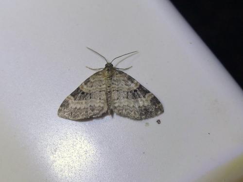 Pterapherapteryx sexalata