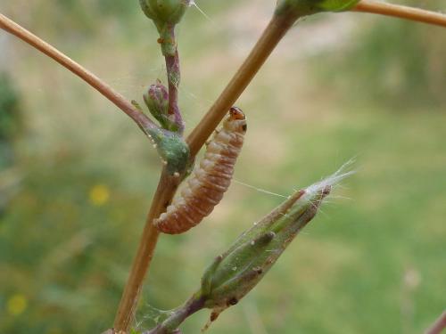 Réf. 212 135 : Eucosma conterminana