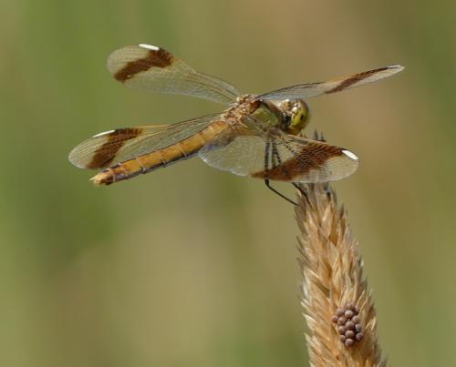 Réf. 212 325 : Sympetrum pedemontanum