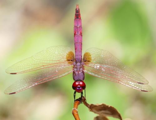 Réf. 212 324 : Trithemis annulata