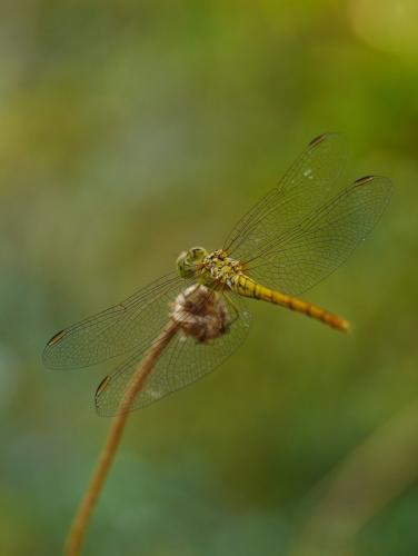 Sympetrum meridionale