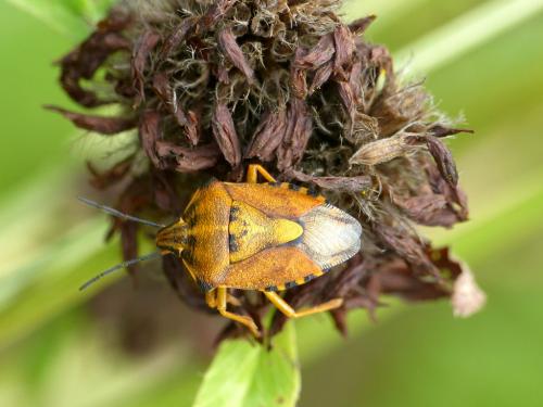 Carpocoris purpureipennis