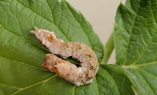 Réf. 212 061 : Thyatira batis