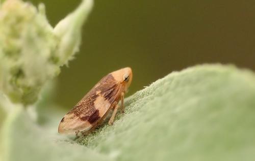 Philaenus spumarius