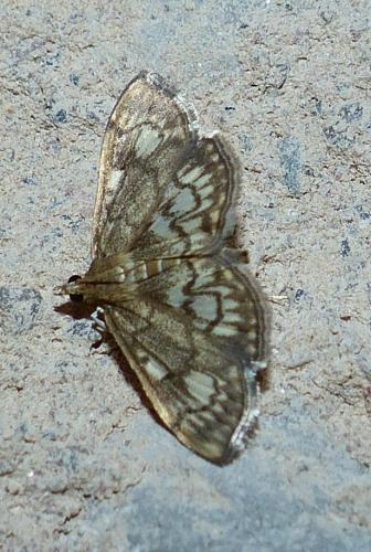 Réf. 212 902 : Anania stachydalis
