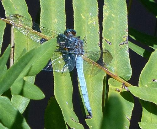 Orthetrum coerulescens