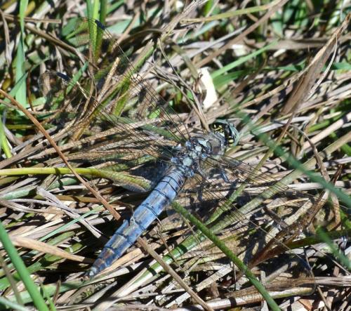 Orthetrum cancellatum