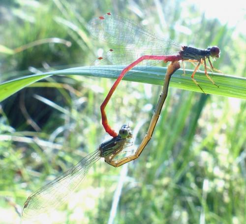 Ceriagrion tenellum