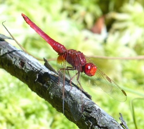 Réf. 212 564 : Crocothemis erythraea