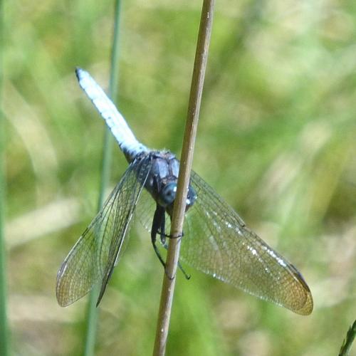 Orthetrum coerulescens