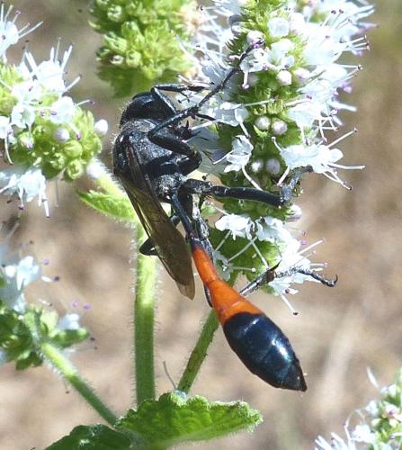 Ammophila sabulosa
