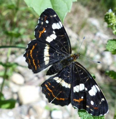Réf. 212 811 : Araschnia levana