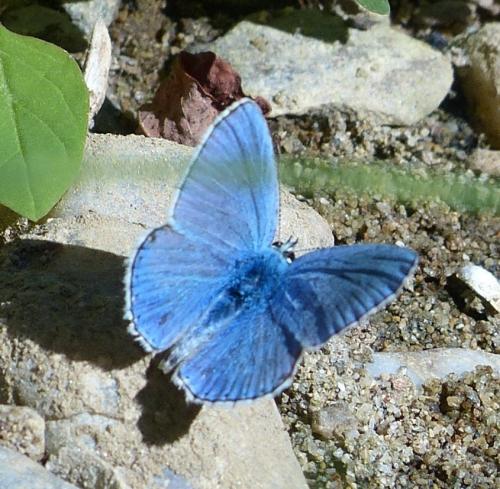 Réf. 212 763 : Polyommatus bellargus