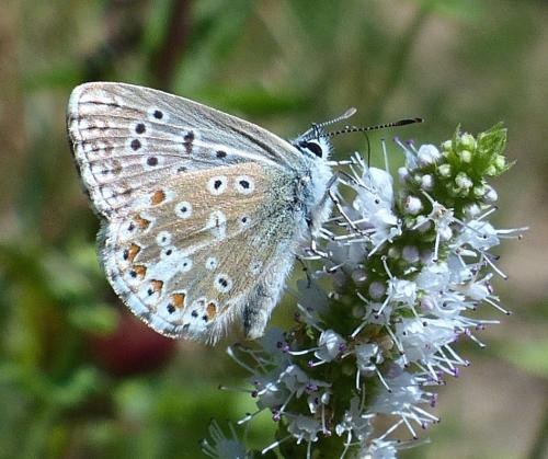 Réf. 212 753 : Polyommatus bellargus