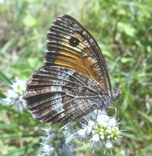 Arethusana arethusa