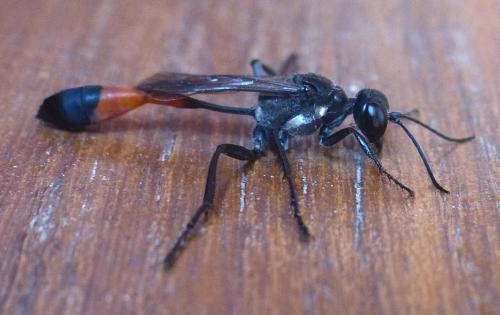 Ammophila sabulosa