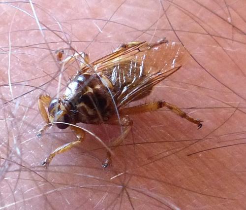 Hippobosca equina