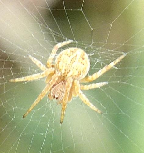 Agalenatea redii