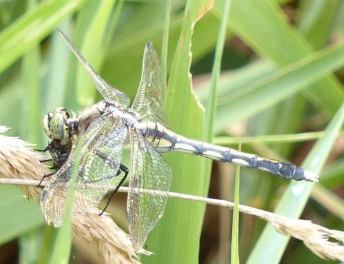 Réf. 212 670 : Orthetrum albistylum