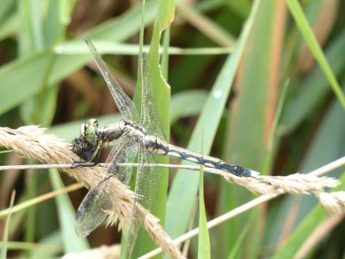 Réf. 212 720 : Orthetrum albistylum