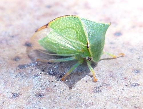 Réf. 212 644 : Stictocephala bisonia