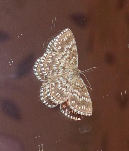 Réf. 212 824 : Scopula tessellaria