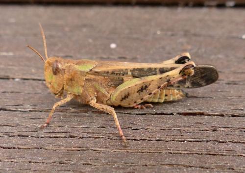 Réf. 212 841 : Aiolopus strepens