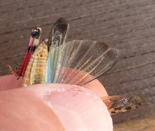 Aiolopus strepens