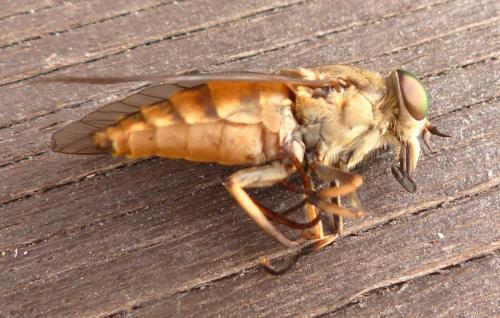 Réf. 212 734 : Tabanus eggeri