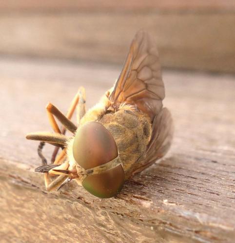 Tabanus eggeri