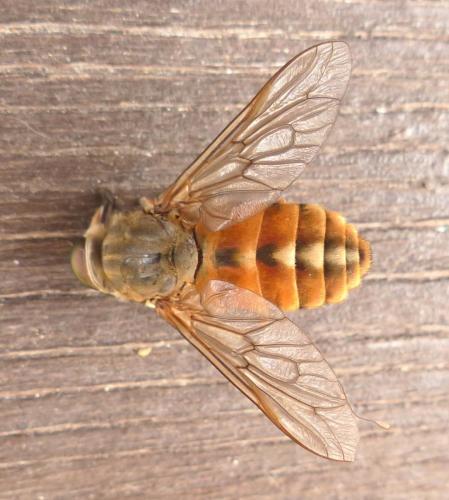 Réf. 212 735 : Tabanus eggeri