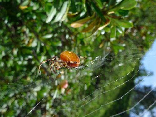 Araneus quadratus