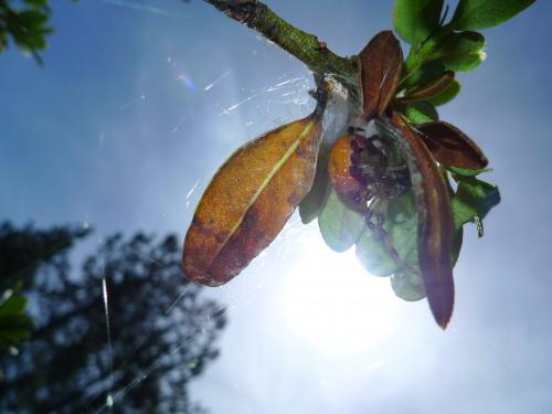 Araneus quadratus