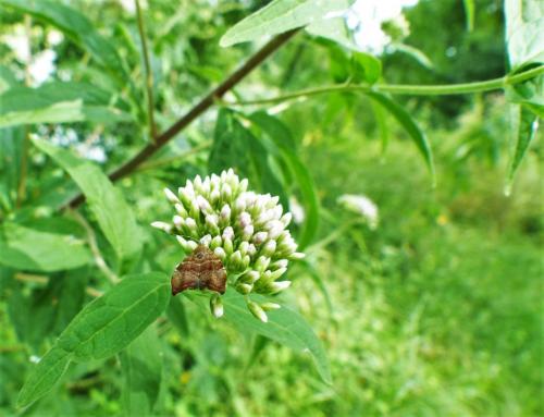 Réf. 212 172 : Choreutis nemorana