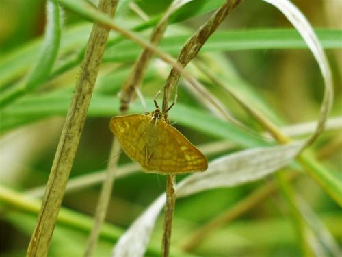 Sitochroa verticalis
