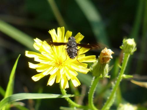 Anthrax sp.