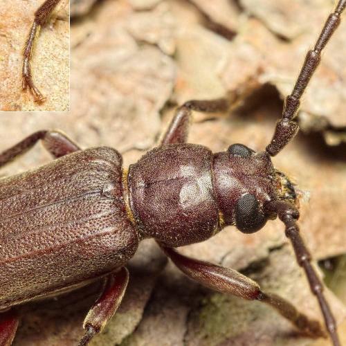 Réf. 212 478 : Arhopalus rusticus
