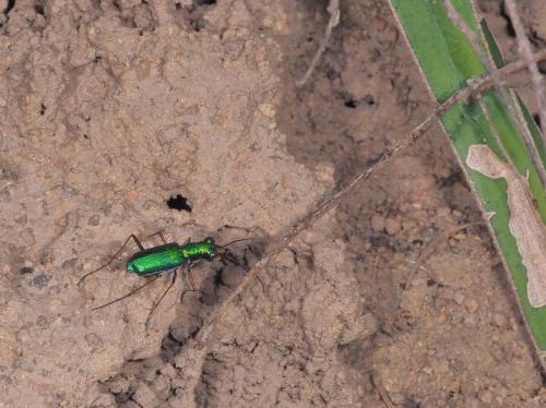 Cratohaerea chrysopyga