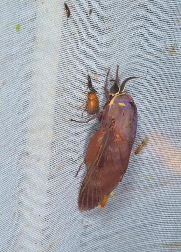 Gonometa sp.