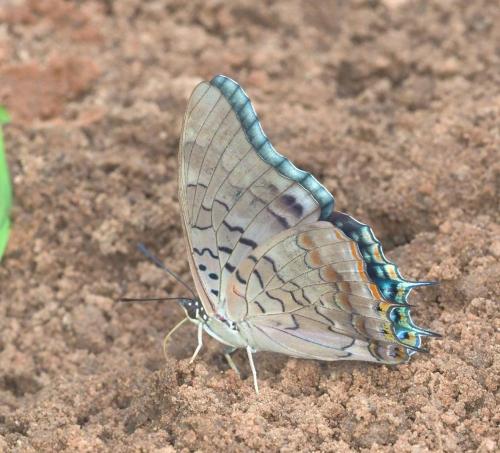 Réf. 212 927 : Charaxes sp.