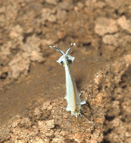 Hypolycaena philippus