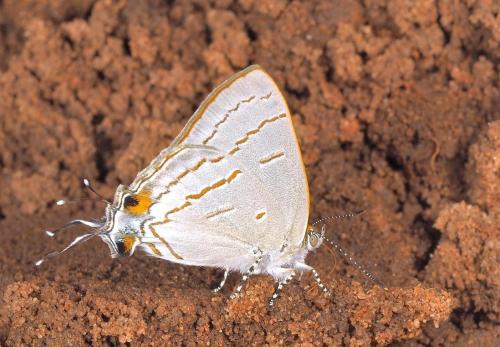 Hypolycaena philippus