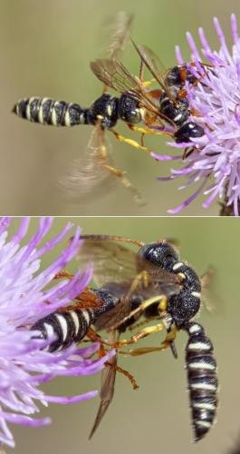 Réf. 212 491 : Cerceris interrupta