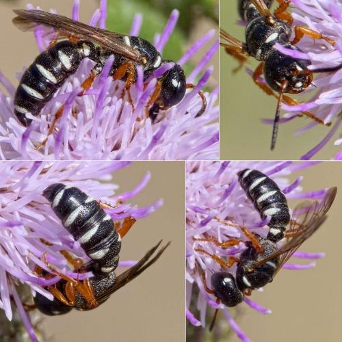 Réf. 212 490 : Cerceris interrupta