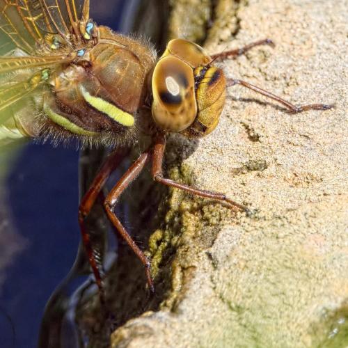 Aeshna grandis