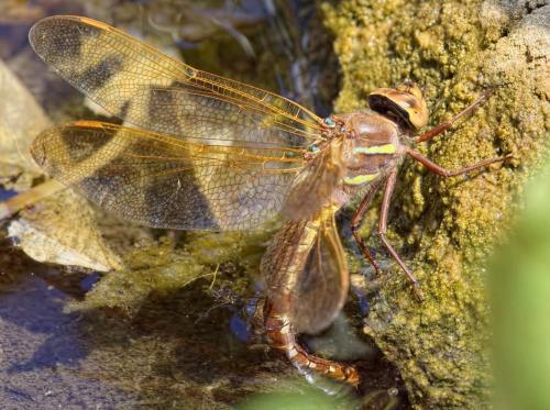 Aeshna grandis