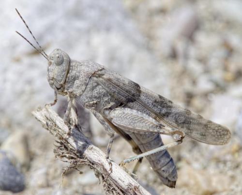 Réf. 212 304 : Sphingonotus caerulans
